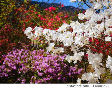 日本庭園的杜鵑花 日本庭園的杜鵑花 138883529
