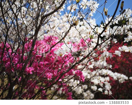 日本庭園的杜鵑花 日本庭園的杜鵑花 138883533