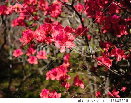 日本庭園的杜鵑花 日本庭園的杜鵑花 138883536
