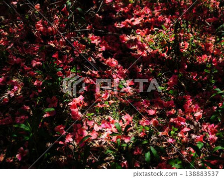 日本庭園的杜鵑花 日本庭園的杜鵑花 138883537