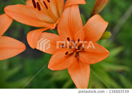 Oni lily 138883539