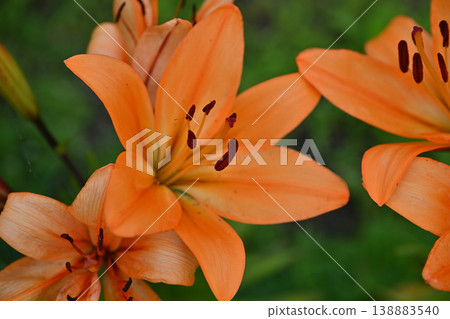 Oni lily Oni lily 138883540