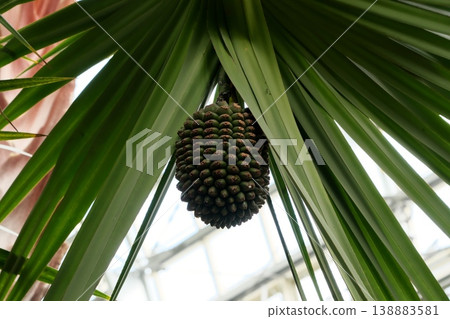 Berry fruit fruit Berry fruit fruit 138883581