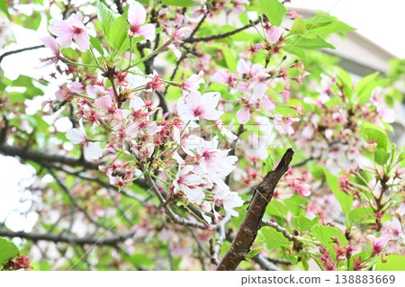 春末,櫻花隨風搖曳。 春末,櫻花隨風搖曳。 138883669