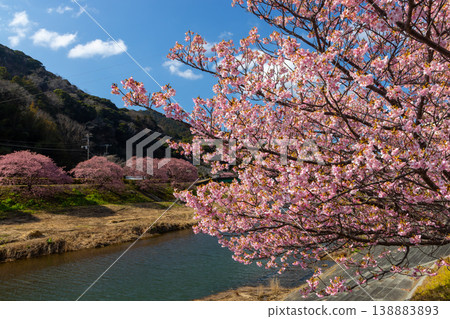 Shimogamo, Minamiizu-cho, Kamo-gun, Shizuoka Prefecture Minami Cherry Blossom and Rapeseed Flower Festival Early blooming Kawazu cherry blossom trees along the Aono River Shimogamo, Minamiizu-cho, Kamo-gun, Shizuoka Prefecture Minami Cherry Blossom and Rapeseed Flower Festival Early blooming Kawazu cherry blossom trees along the Aono River 138883893