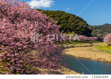 Shimogamo, Minamiizu-cho, Kamo-gun, Shizuoka Prefecture Minami Cherry Blossom and Rapeseed Flower Festival Early blooming Kawazu cherry blossom trees along the Aono River Shimogamo, Minamiizu-cho, Kamo-gun, Shizuoka Prefecture Minami Cherry Blossom and Rapeseed Flower Festival Early blooming Kawazu cherry blossom trees along the Aono River 138883894