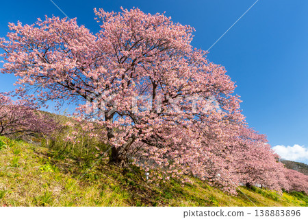 Shimogamo, Minamiizu-cho, Kamo-gun, Shizuoka Prefecture Minami Cherry Blossom and Rapeseed Flower Festival Early blooming Kawazu cherry blossom trees along the Aono River Shimogamo, Minamiizu-cho, Kamo-gun, Shizuoka Prefecture Minami Cherry Blossom and Rapeseed Flower Festival Early blooming Kawazu cherry blossom trees along the Aono River 138883896