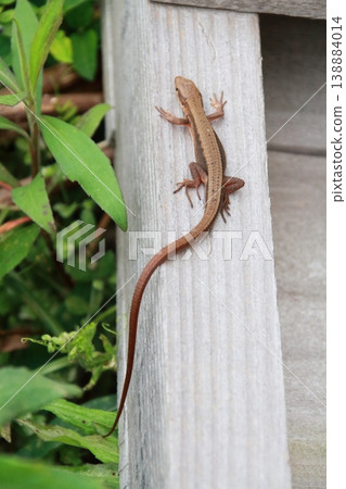 A Japanese grass lizard walking on a high tax outdoors 138884014