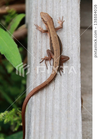 A Japanese grass lizard walking on a high tax outdoors 138884016