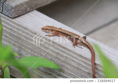 A Japanese grass lizard walking on a high tax outdoors 138884017