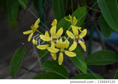 The beautiful yellow flowers of the Japanese mangrove vine (Cymbidium goeringii) can be found in the hinterlands of Okinawa's mangrove forests. The beautiful yellow flowers of the Japanese mangrove vine (Cymbidium goeringii) can be found in the hinterlands of Okinawa's mangrove forests. 138884120