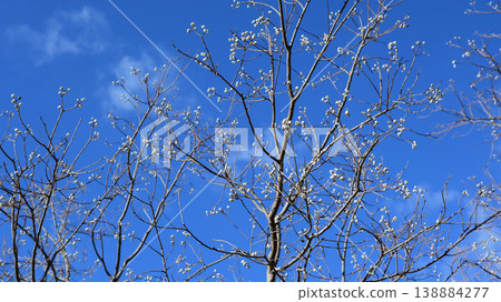 Trees in bloom with white flowers and a blue sky 138884277