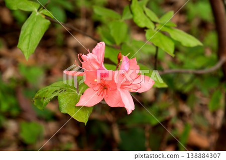 Azalea flowers Azalea flowers 138884307