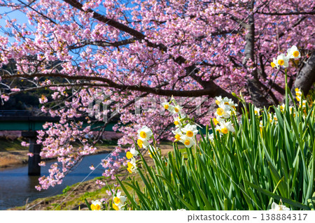 Shimogamo, Minamiizu-cho, Kamo-gun, Shizuoka Prefecture: Minami Cherry Blossom and Rapeseed Blossom Festival - Scenery of daffodils and early-blooming Kawazu cherry trees along the Aono River. 138884317