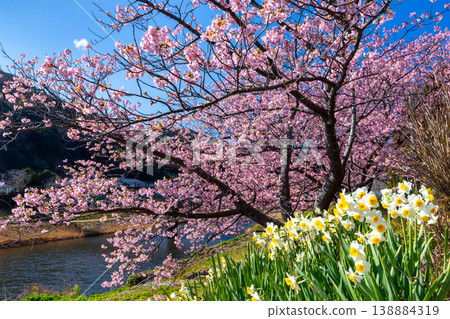 Shimogamo, Minamiizu-cho, Kamo-gun, Shizuoka Prefecture: Minami Cherry Blossom and Rapeseed Blossom Festival - Scenery of daffodils and early-blooming Kawazu cherry trees along the Aono River. Shimogamo, Minamiizu-cho, Kamo-gun, Shizuoka Prefecture: Minami Cherry Blossom and Rapeseed Blossom Festival - Scenery of daffodils and early-blooming Kawazu cherry trees along the Aono River. 138884319