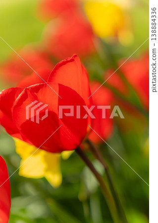 A close-up of red and yellow tulips blooming in the spring sunshine. A close-up of red and yellow tulips blooming in the spring sunshine. 138884336