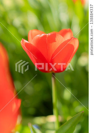 A single red tulip blooms in the spring sunshine. A single red tulip blooms in the spring sunshine. 138884337