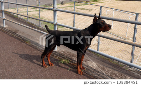 Doberman Pinscher, Doberman Pinscher Doberman Pinscher, Doberman Pinscher 138884451