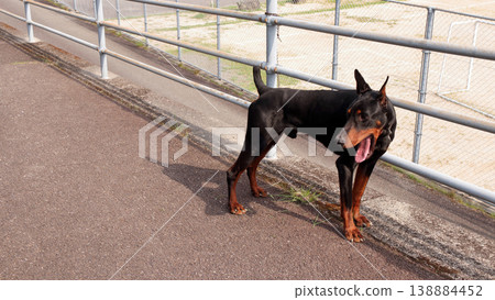 Doberman Pinscher, Doberman Pinscher Doberman Pinscher, Doberman Pinscher 138884452