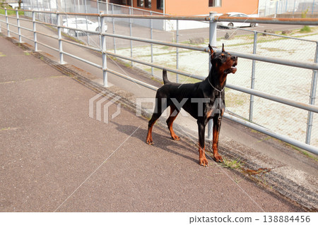 Doberman Pinscher, Doberman Pinscher Doberman Pinscher, Doberman Pinscher 138884456