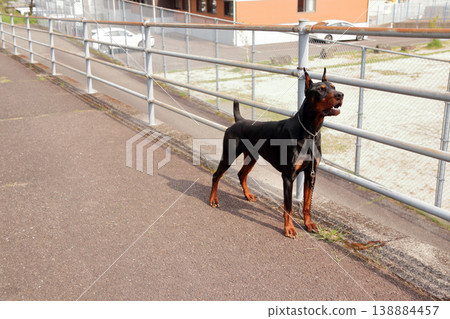 Doberman Pinscher, Doberman Pinscher Doberman Pinscher, Doberman Pinscher 138884457