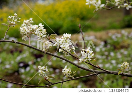 美國花竹子花 美國花竹子花 138884475
