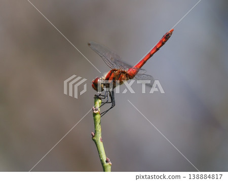 紅蜻蜓停在樹枝的盡頭 138884817