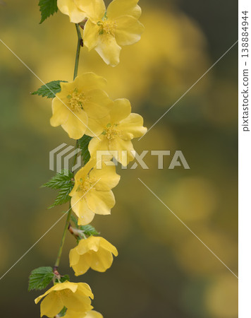 Single-flowered Japanese kerria with drooping branches 138884944