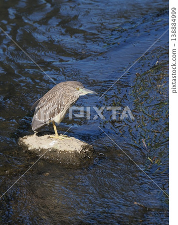 一隻幼年的黑冠夜鷺(Nycticorax nigrofuscata),垂直方向。 一隻幼年的黑冠夜鷺(Nycticorax nigrofuscata),垂直方向。 138884999
