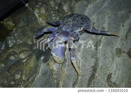 Okinawa Prefecture, Iriomote Island, Coconut Crab Okinawa Prefecture, Iriomote Island, Coconut Crab 138885010