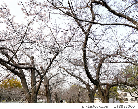 妙法寺河公園的櫻花(神戶市須磨區) 妙法寺河公園的櫻花(神戶市須磨區) 138885060