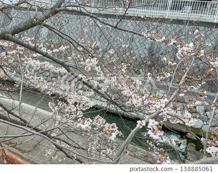 妙法寺河公園的櫻花（神戶市須磨區） 138885061