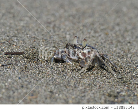 Crabs on the beach Crabs on the beach 138885142