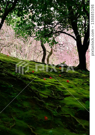 叼著梅花 叼著梅花 138885198