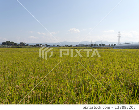 斑鳩町的鄉村景色,一望無際的金色稻田。 斑鳩町的鄉村景色,一望無際的金色稻田。 138885205