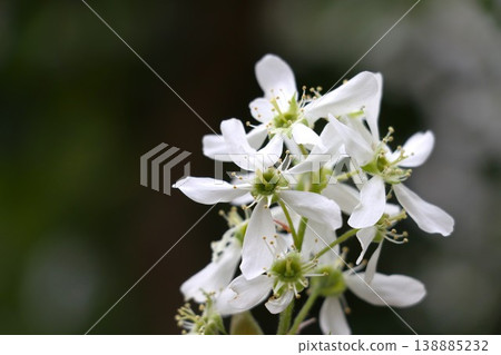 Juneberry flower close-up Juneberry flower close-up 138885232