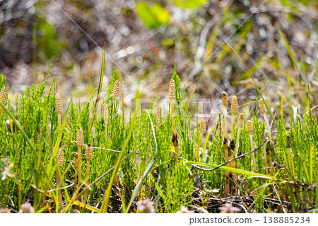 早春時節，草甸上長滿了問荊。 138885234