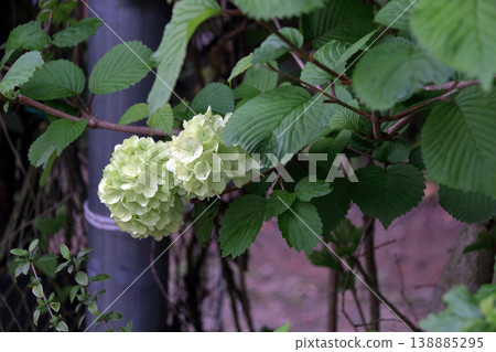 繡球花, 紫陽花, 繡球花, 雨季 138885295