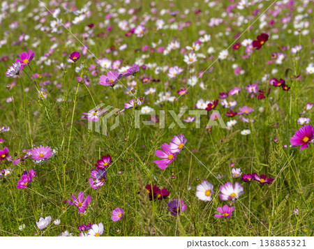 Cosmos flowers blooming in the countryside of Ikaruga Town Cosmos flowers blooming in the countryside of Ikaruga Town 138885321