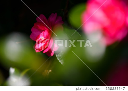 茶梅 茶梅 138885347