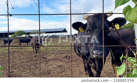 Ishigaki Island's brand beef, Ishigaki beef, and a scene from a ranch. Ishigaki Island's brand beef, Ishigaki beef, and a scene from a ranch. 138885354