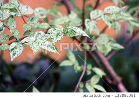Deutzia leaves, leaf patterns, variegation 138885381