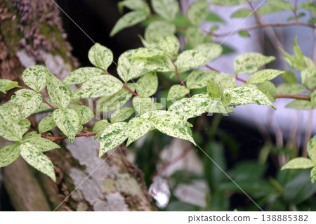 Deutzia leaves, leaf patterns, variegation Deutzia leaves, leaf patterns, variegation 138885382