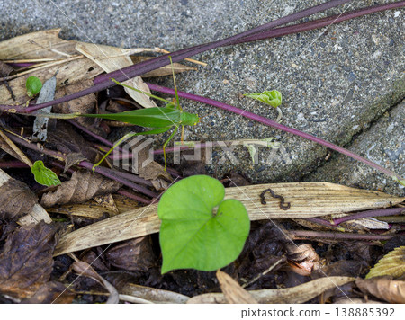 A bright green grasshopper 138885392