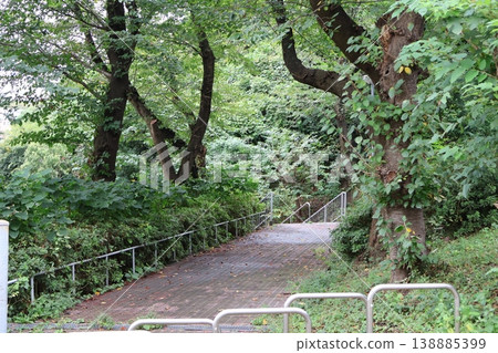 The damp, dimly lit park after the rain and the green of the wet leaves 5 The damp, dimly lit park after the rain and the green of the wet leaves 5 138885399