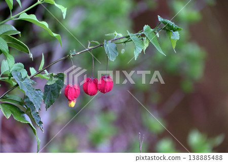 Abutilon, Tyrolean Lamp Abutilon, Tyrolean Lamp 138885488