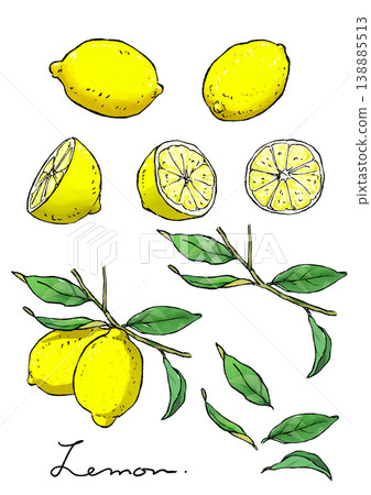 Illustration of lemon with leaves Illustration of lemon with leaves 138885513