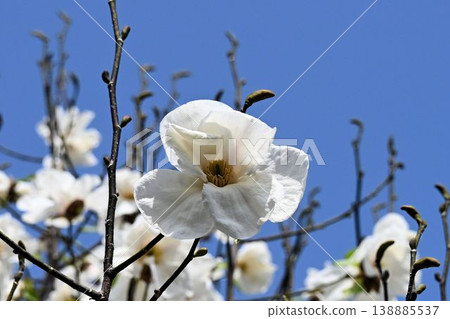 Discovered in Tokushima Prefecture, the false magnolia (Magnolia kobus), which is already extinct in the wild, is a rare species with larger flowers and more petals than the common magnolia (Magnolia kobus). 138885537