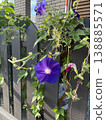 Morning glories bloom 138885571