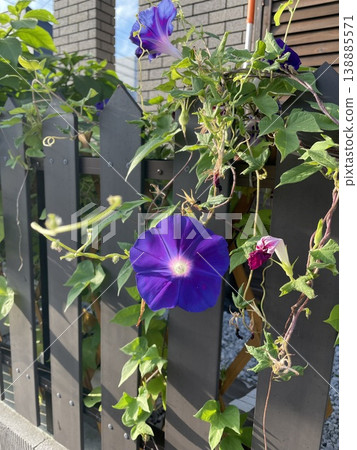 牽牛花盛開 牽牛花盛開 138885571